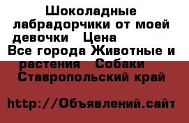 Шоколадные лабрадорчики от моей девочки › Цена ­ 25 000 - Все города Животные и растения » Собаки   . Ставропольский край